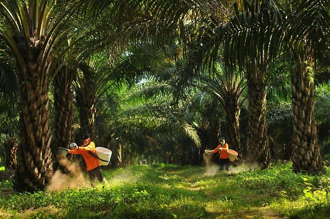 삼푸르나 아그로 팜 농장에서 비료를 시비하는 모습 [포스코인터내셔널 제공. 재판매 및 DB 금지]
