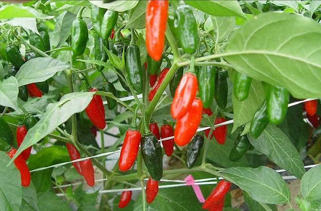 병 저항성 가진 고추 [농진청 제공. 재판매 및 DB 금지]