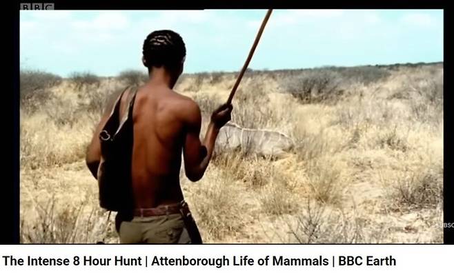 여덟 시간 쫓기던 쿠두는 마침내 지쳐 쓰러진다. 영국 공영방송 BBC에서 2002년 방송한 자연 다큐멘터리 '포유류의 생태(THe Life of Mammals)' 중 두 장면. 사진=인터넷 캡처