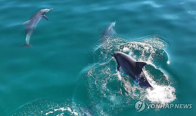 남방큰돌고래 [연합뉴스 자료 사진]
