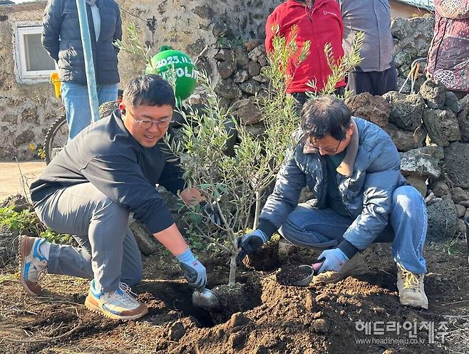 21일 제주 한림읍 비양도에서 진행된 기후 적응성 시험을 위한 올리브 나무 식재 행사.
