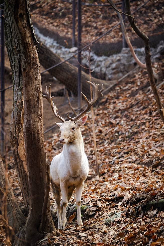 청리움 '동물의 숲'에서 볼 수 있는 백록. / 이건송 영상미디어 기자