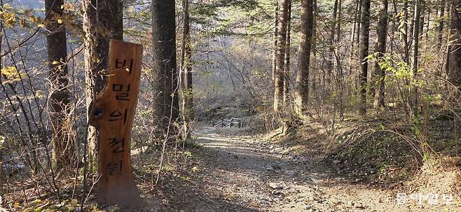 인간의 개입을 최소화해 숲에 길을 낸 ‘비밀의 정원’.  포천=김선미 기자 kimsunmi@donga.com