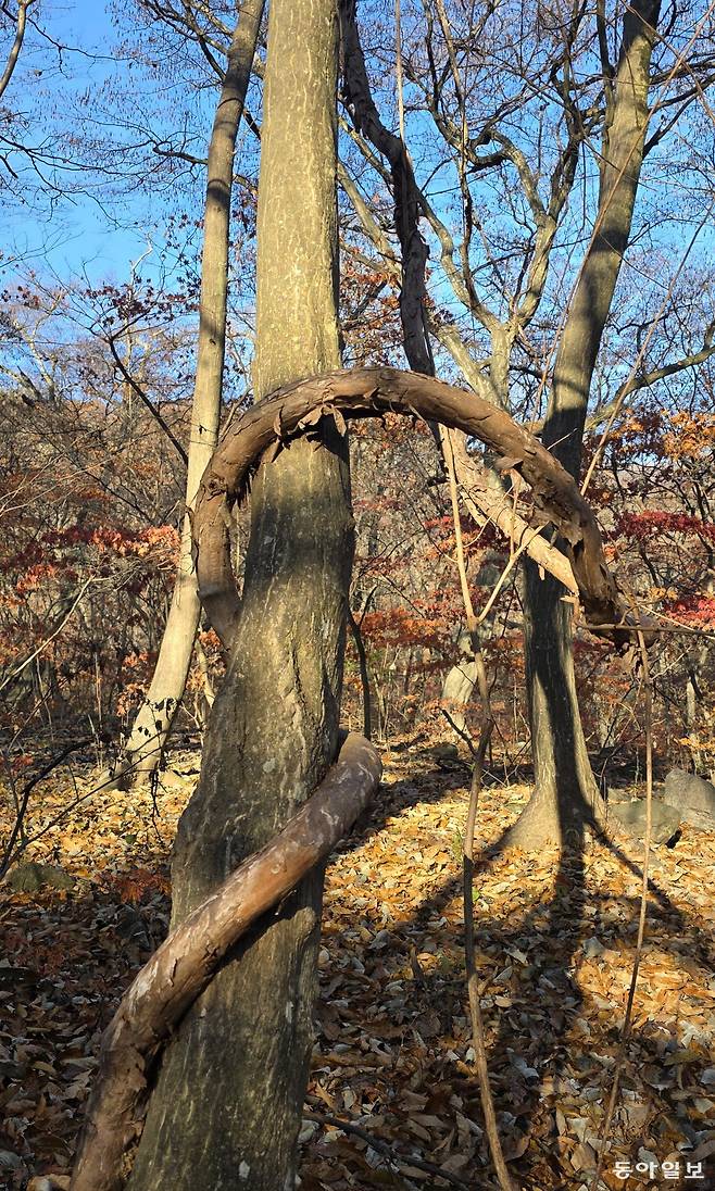 ‘슬쩍 기대어 살아가는’ 다래와 층층나무. 포천=김선미 기자 kimsunmi@donga.com