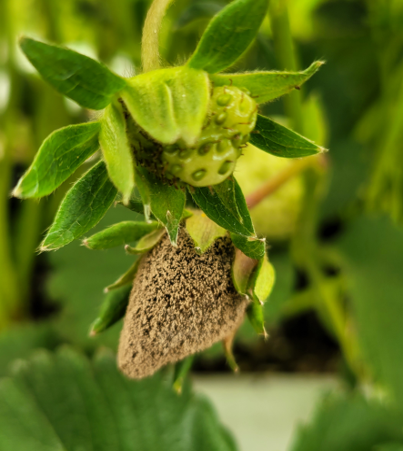 잿빛공팡이병에 걸린 딸기