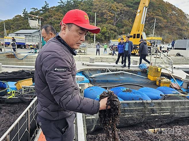 이날 경매를 진행한 임영수(47) 경매사가 한 선박의 김 품질을 확인하고 있다.최류빈기자 rubi@mdilbo.com