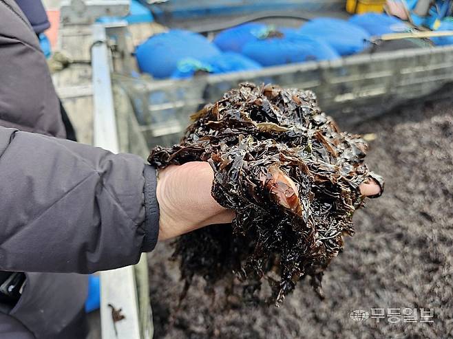김 경매사는 "최근 평균 10여대씩 김 어선이 입항하고 있다. 어선당 평균 7.2t, 120kg 기준으로 45만원 대에 평균 가격이 형성돼 있다"며 "경매 때마다 더 좋은 상품을 차지하기 위해 신경전이 치열한 편"이라고 설명했다.최류빈기자 rubi@mdilbo.com