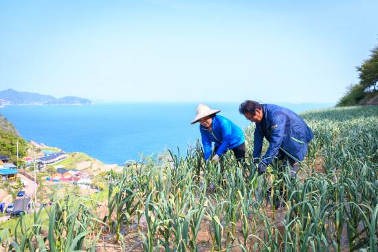 가천다랭이 마늘논에서 마늘쫑을 뽑고 있다.