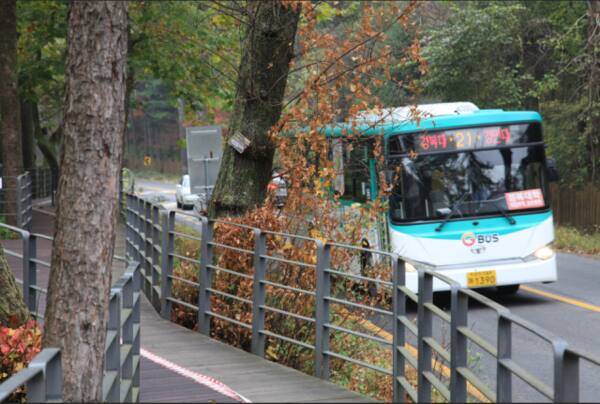 광릉숲을 지나는 21번 버스. 독자 제공
