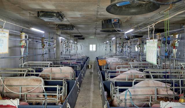 충남 당진 <대주농장>의 임신사는 스톨의 간격을 넓혀 불편함을 해소했다.