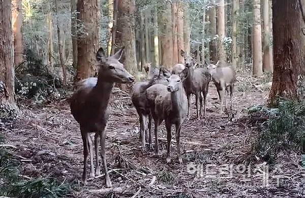 한라산 중산간 일대에서 카메라에 잡힌 꽃사슴. 사진=국립산림과학원 제공