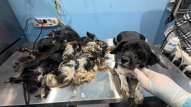 미용 봉사로 누더기 털옷을 벗은 강아지(서울시 제공) ⓒ 뉴스1