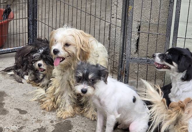 구조된 강아지(오른쪽에서 두 번째)의 임시 보호를 신청했다. ⓒ 뉴스1 한송아 기자