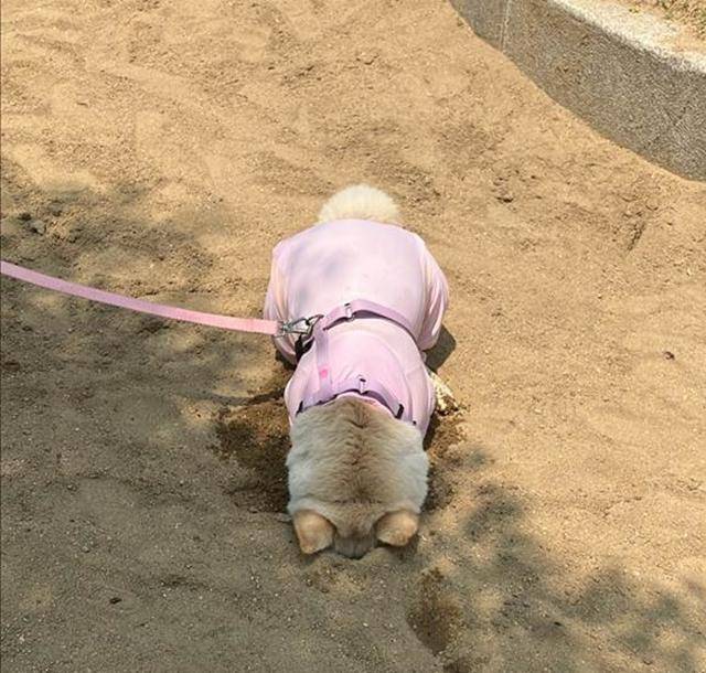 엉뚱한 것도 닮았나봐요! 보호자 제공