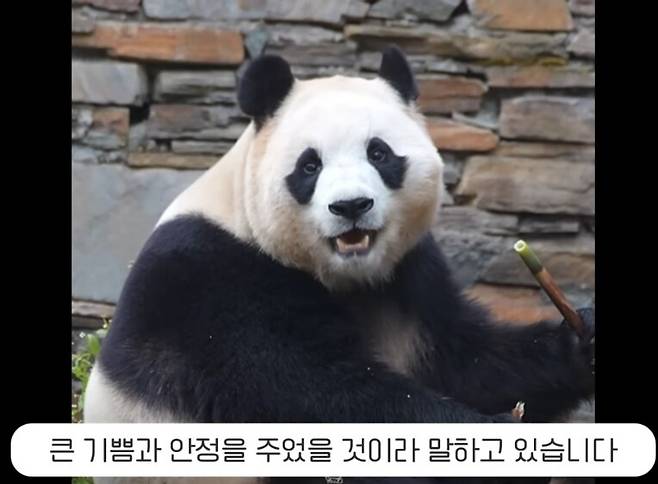 할부지와의 두번째 상봉 직후 지난 23일 푸바오는 활기찬 모습을 보였다. 사진은 푸바오 중국팬 영상에 한국팬이 자막을 단 것 캡쳐.