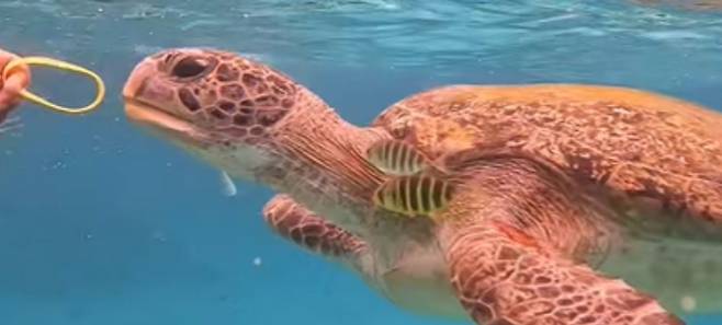 [출처=태국 매체 타이거]