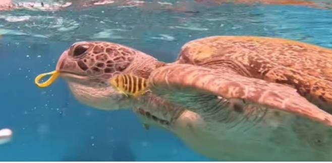 [출처=태국 매체 타이거]