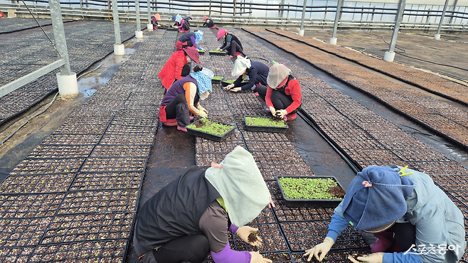 광양시는 지난 10월 말 파종을 시작했으며, 32공 및 16공 연결포트로 이식 작업을 진행하고 있다.  사진제공=광양시