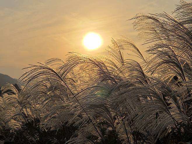 주남저수지의 갈대가 바람에 흔들리고 있다.