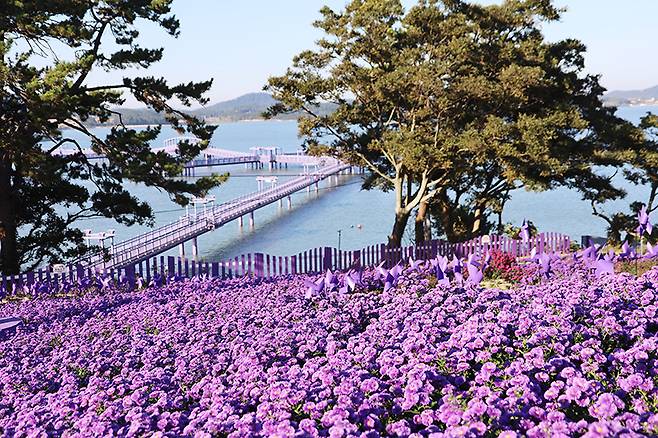 Purple aster flowers bloom on Bakji Island in Sinan County, South Jeolla. [SHINAN COUNTY GOVERNMENT]