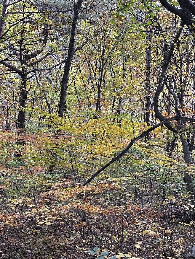 Weeds that had grown thick through the summer wither in autumn, revealing the garden’s original form. [OH KYUNG-AH]