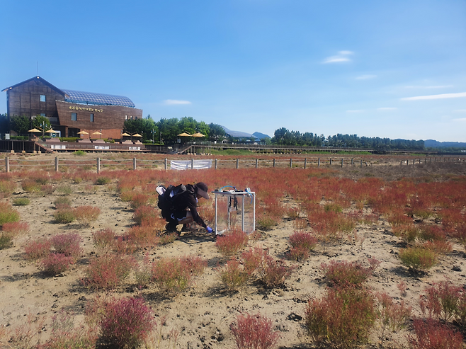 ▲ 인천시 보건환경연구원이 남동구 소래습지생태공원에서 습지 식물의 탄소흡수 기능을 실측하고 있다. /사진제공=인천시