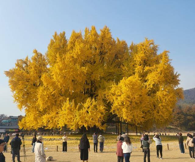 노랗게 물든 강원 원주 반계리 은행나무가 13일 관광객에게 둘러싸여 있다. 천연기념물로 지정된 반계리 은행나무는 높이 32m, 둘레 16.27m 규모로, 수령이 1,318년으로 추정된다. 원주=뉴스1