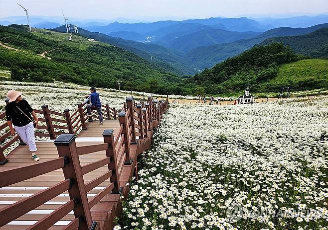 샤스타데이지 만개한 평창 청옥산 육백마지기 [연합뉴스 자료사진]