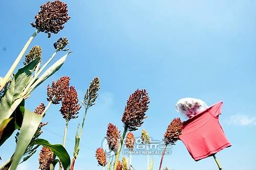 수수와 허수아비 [연합뉴스 자료 사진]