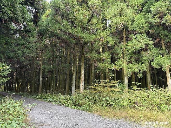제주 삼다수 취수원 주변 자연.