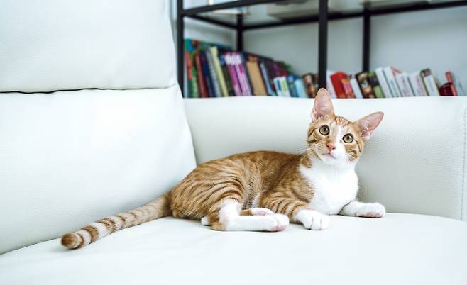 가축화된 현대 집고양이의 기원이 약 2000년전 북아프리카라는 연구결과가 나왔다. 게티이미지뱅크 제공