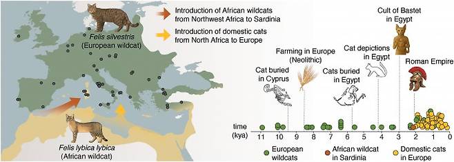 유럽과 아나톨리아(지금의 튀르키예) 전역의 고고학 유적에서 발견된 고대 고양이의 유전체(왼쪽 그림에서 검은색 점) 지도. 분석에 따르면 지금의 집고양이는 약 2000년전 북아프리카에서 유럽으로 건너가(오른쪽 그림에서 노란색 점) 이후 로마인들을 따라 유럽 전역과 영국 등으로 퍼졌다. 이탈리아 샤르데나(Sardinia) 섬에 있는 야생고양이(오른쪽 그림에서 주황색 점)는 이보다 전에 북서아프리카에서 전파돼 별도의 개체군을 형성한 것으로 나타났다. De Martino et al.(2025)/Science 제공