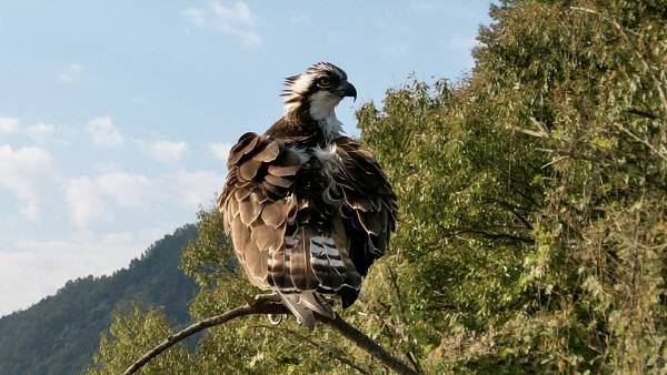 생태사진가 최상두 씨가 최근 지리산 자락에서 쵤영한 물수리. 수달 친구들 최상두 대표 제공