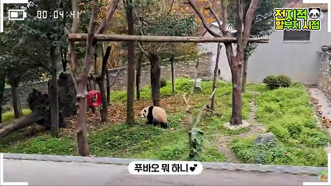 (일반인 관람시간 종료후) 퇴근하려던 푸바오가 강철원 할부지의 부름에 뒤를 돌아보고 있다.