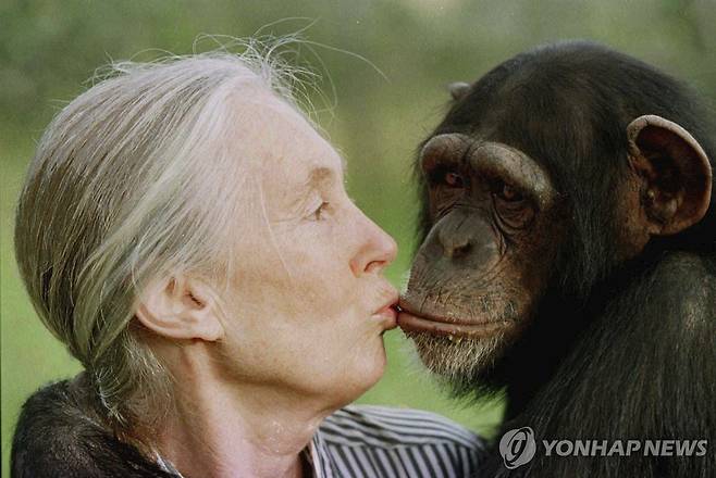1997년 침팬지 암컷 테스와 입 맞추는 제인 구달 [AP 연합뉴스 자료사진. 재판매 및 DB 금지]