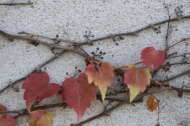 담쟁이덩굴의 흡착근.