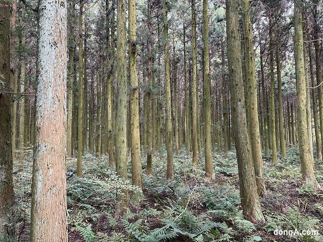 제주 삼다수 취수원 주변 자연.
