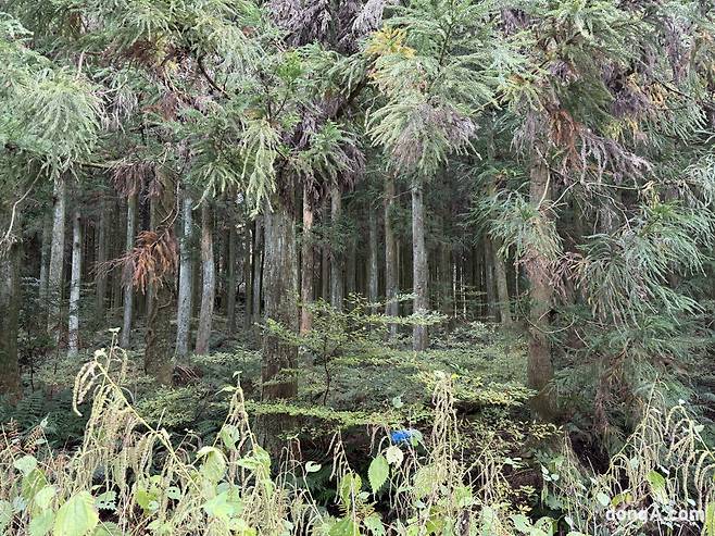제주 삼다수 취수원 주변 자연.