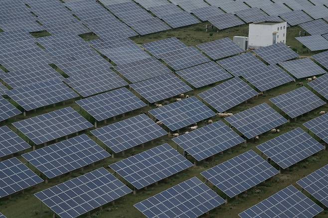 지난 7월 1일 중국 서부 칭하이성 하이난 지역에서 양들이 태양광 패널 아래에서 풀을 뜯고 있다. AP연합뉴스