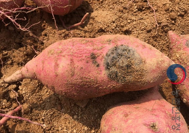 사진=농촌진흥청