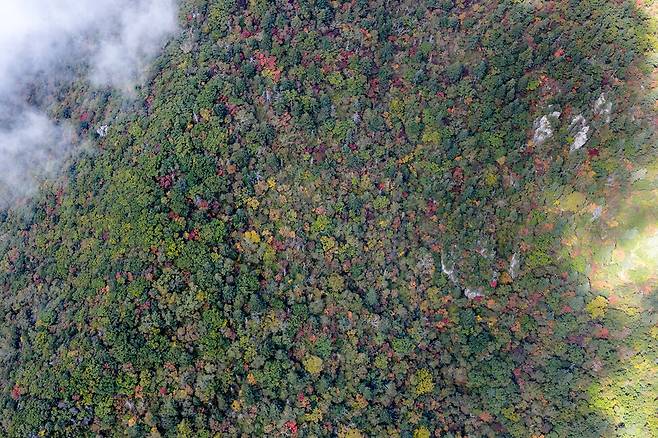 2025년 9월29일 ‘설악산 국립공원 오색케이블카’가 들어설 상부정류장(1430m) 일대. 우리나라에 약 1% 남은 천연림이다. 착공 2년이 지났지만 아직 벌목 등 실질적인 공사는 이뤄지지 않았다. 설악산국립공원지키기국민행동 제공