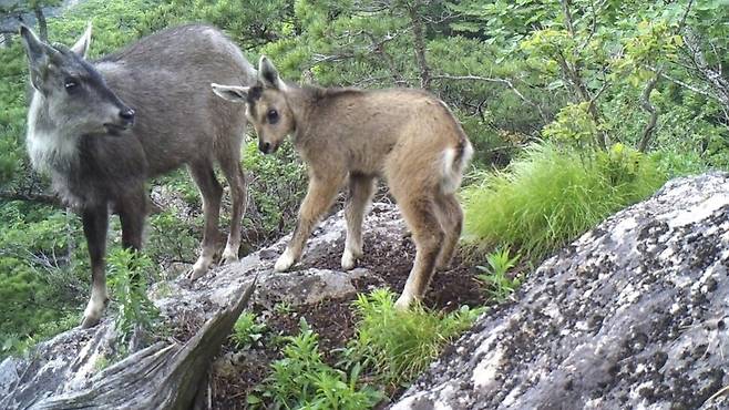 2025년 6월25일 오색케이블카 4·5번 중간지주 노선 아래에서 발견된 산양 어미와 새끼. 설악산국립공원지키기국민행동 제공
