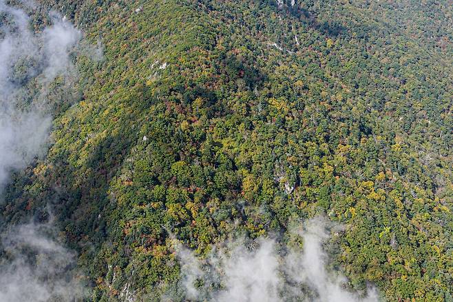 2025년 9월29일 ‘설악산 국립공원 오색케이블카’가 들어설 상부정류장(1430m) 일대. 우리나라에 약 1% 남은 천연림이다. 착공 2년이 지났지만 아직 벌목 등 실질적인 공사는 이뤄지지 않았다. 설악산국립공원지키기국민행동 제공