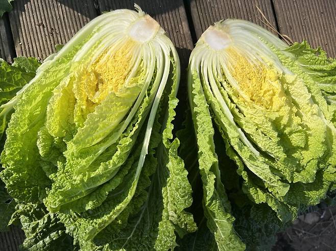 텃밭 배추를 뽑아 반으로 갈라보니, 속이 차긴 했는데 아직은 너무 잘다.