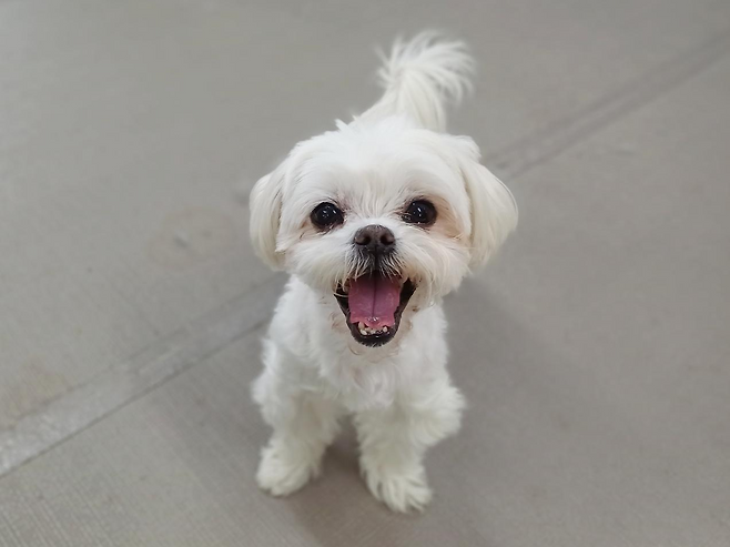 사람을 좋아하고 애교도 많은 뽀뽀가 가족을 기다리고 있다. 동물과함께행복한세상 제공