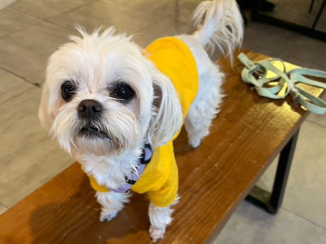 실내 배변도 잘 가리고 산책도 잘하는 뽀뽀. 동물과함께행복한세상 제공