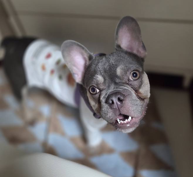 동물과 함께 행복한 세상에서 보호 중인 프렌치불독 루이 ⓒ 뉴스1 한송아 기자