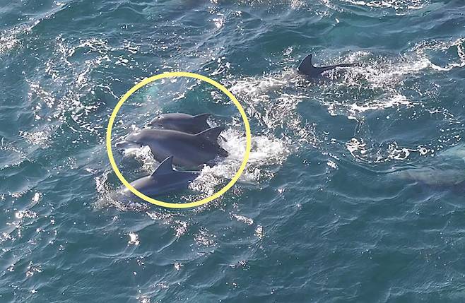 돌고래쇼를 하다가 자연으로 돌아간 제주 남방큰돌고래 ‘춘삼이’가 세 번째 새끼를 낳은 것으로 보인다. 다큐제주·제주대 고래·해양생물보전연구센터 제공
