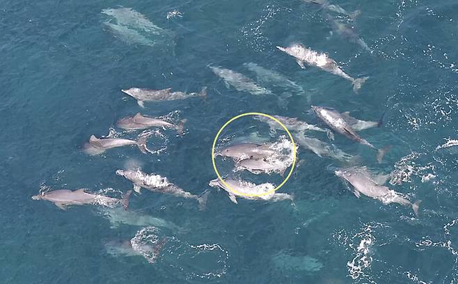 돌고래쇼를 하다가 자연으로 돌아간 제주 남방큰돌고래 ‘춘삼이’가 세 번째 새끼를 낳은 것으로 보인다. 다큐제주·제주대 고래·해양생물보전연구센터 제공