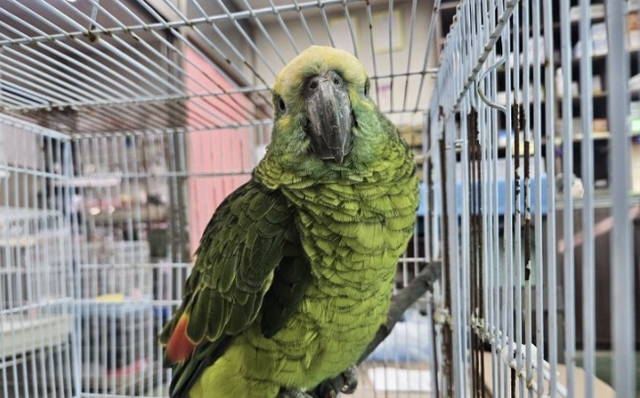 지난 16일 서울 영등포구 양평동에 있는 한 카페에서 구조된 앵무새. 한국동물구조관리협회 제공